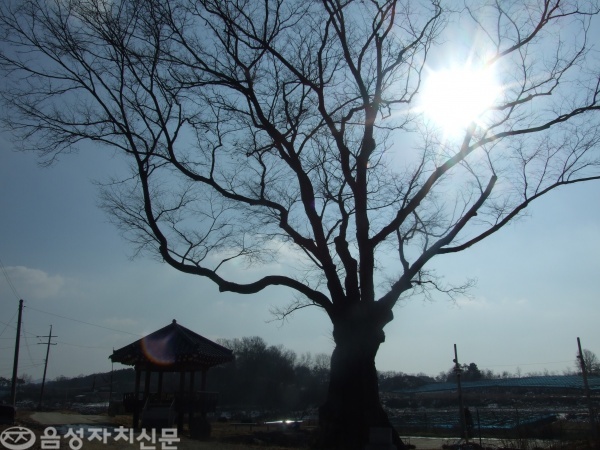 ▲ 마을 초입을 지키고 있는 400여 년된 느티나무. 주민들의 희노애락을 품은 듯 장엄하게 서 있다. 햇살이 눈부시다.