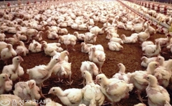 ▲  맹동면의 한 양계농가의 닭들이 폭염으로 인해 털이 빠진 채 여기저기 힘없이 쓰러져 있다. 