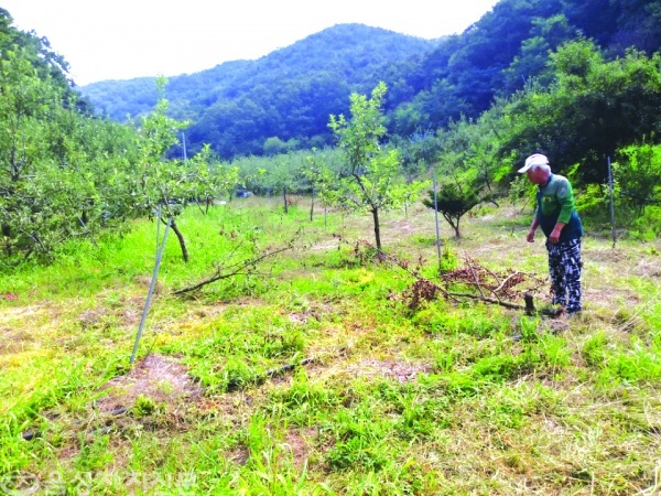 금왕읍 금석리에 있는 사과 과수원 주인 유모 씨가 멧돼지가 부러뜨린 사과나무를 바라보며 어이없어 하고 있다.
